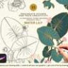Water Lily Procreate Stamp Brushes